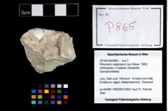 Foto (Objekt + Etikett) von Pithonoton marginatum (von Meyer, 1842)  (NHMW-GEO-2014-0194-0865)